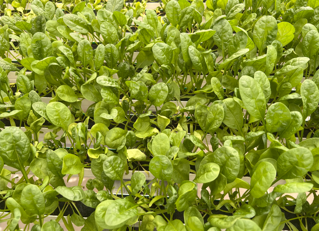 Oxnard_07172024_ (157)